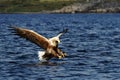 White-tailed eagle in flight hunting fish from sea,Norway,Haliaeetus albicilla, majestic sea eagle with big claws aiming to catch Royalty Free Stock Photo