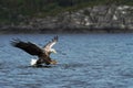 White-tailed eagle in flight hunting fish from sea,Norway,Haliaeetus albicilla, majestic sea eagle with big claws aiming to catch