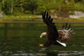 White-tailed eagle in flight hunting fish from sea,Norway,Haliaeetus albicilla, majestic sea eagle with big claws aiming to catch Royalty Free Stock Photo