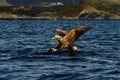 White-tailed eagle in flight hunting fish from sea,Norway,Haliaeetus albicilla, majestic sea eagle with big claws aiming to catch Royalty Free Stock Photo