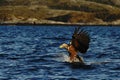 White-tailed eagle in flight hunting fish from sea,Norway,Haliaeetus albicilla, majestic sea eagle with big claws aiming to catch Royalty Free Stock Photo