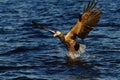 White-tailed eagle in flight hunting fish from sea,Norway,Haliaeetus albicilla, majestic sea eagle with big claws aiming to catch Royalty Free Stock Photo
