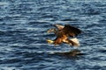 White-tailed eagle in flight hunting fish from sea,Norway,Haliaeetus albicilla, majestic sea eagle with big claws aiming to catch Royalty Free Stock Photo