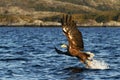 White-tailed eagle in flight hunting fish from sea,Norway,Haliaeetus albicilla, majestic sea eagle with big claws aiming to catch