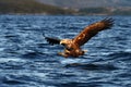 White-tailed eagle in flight hunting fish from sea,Norway,Haliaeetus albicilla, majestic sea eagle with big claws aiming to catch