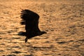 White-tailed eagle in flight hunting fish from sea at sunrise,Hokkaido, Japan, majestic sea eagle with big claws aiming to catch f Royalty Free Stock Photo