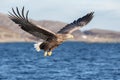 White-tailed Eagle in flight.