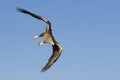 White-tailed Eagle in flight Royalty Free Stock Photo