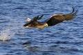 White-tailed Eagle in flight Royalty Free Stock Photo