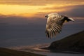 White-tailed eagle in flight at sunset Royalty Free Stock Photo