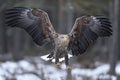White-tailed eagle in flight talons in front Royalty Free Stock Photo