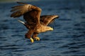 White tailed eagle fly for catch Royalty Free Stock Photo