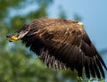 White tailed eagle flying Royalty Free Stock Photo