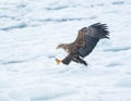 A white tailed eagle flying over the drift ice off the coast of east Hokkaido in Japan