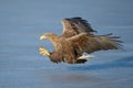 White-tailed Eagle Royalty Free Stock Photo