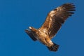 A white tailed eagle glides through the air against a background of blue sky. Royalty Free Stock Photo
