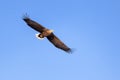 A white tailed eagle glides through the air against a background of blue sky. Royalty Free Stock Photo