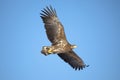 A white tailed eagle glides through the air against a background of blue sky. Royalty Free Stock Photo