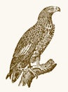 White-tailed eagle or gray sea eagle haliaeetus albicilla in profile view sitting on a branch