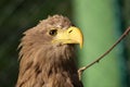 White-tailed Eagle, haliaeetus albicilla