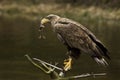 White-tailed Eagle (Haliaeetus albicilla)