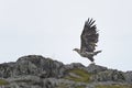 White-tailed eagle, haliaeetus albicilla