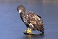 White-tailed eagle Haliaeetus albicilla also as eagle of the rain, sea gray eagle, erne, gray eagle, and white-tailed sea-eagle Royalty Free Stock Photo