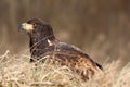 White-tailed eagle Haliaeetus albicilla also as eagle of the rain, sea gray eagle, gray eagle, and white-tailed sea-eagle Royalty Free Stock Photo