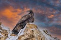 White Tailed Eagle Haliaeetus albicilla Royalty Free Stock Photo