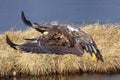 White-tailed eagle Haliaeetus albicilla are also known as a sea eagle flying along the shore of a frozen pond lined with yellow