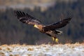 White-tailed Eagle, Haliaeetus albicilla, bird flight, birds of prey with forest in background, starting from the meadow with snow