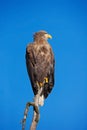 White-tailed Eagle, Haliaeetus albicilla, bird of prey with blue sky in background, Norway Royalty Free Stock Photo
