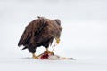 White-tailed Eagle, Haliaeetus albicilla, bird of prey with catch fish in snowy winter scene, animal in snow with ice, viscera in Royalty Free Stock Photo