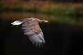 White-tailed Eagle Haliaeetus albicilla. Eagle flight above the water lake. Bird of prey eagle with forest in background. Eagle i Royalty Free Stock Photo
