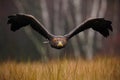 White-tailed Eagle, Haliaeetus albicilla, face flight, bird of prey with forest in background. Animal in the nature habitat, Norwa Royalty Free Stock Photo