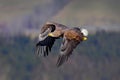 White-tailed Eagle, Haliaeetus albicilla, face flight, bird of prey with forest in background. Animal in the nature habitat, Swede Royalty Free Stock Photo