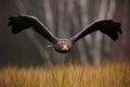 White-tailed Eagle, Haliaeetus albicilla, face flight, bird of prey with forest in background, animal in the nature habitat Royalty Free Stock Photo