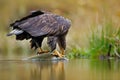 White-tailed Eagle, Haliaeetus albicilla, feeding kill fish in the water, with brown grass in background. Wildlife scene from natu