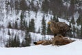 White-tailed eagle (Haliaeetus albicilla) feeding