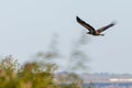 White-tailed eagle, haliaeetus albicilla in a flight Royalty Free Stock Photo