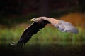 White-tailed Eagle, Haliaeetus albicilla, flight above the water lake, bird of prey with forest in background, animal in the