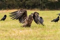 White Tailed Eagle Haliaeetus albicilla Royalty Free Stock Photo