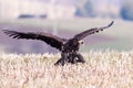 White Tailed Eagle Haliaeetus albicilla Royalty Free Stock Photo