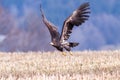 White Tailed Eagle Haliaeetus albicilla Royalty Free Stock Photo