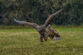 White Tailed Eagle Haliaeetus albicilla Royalty Free Stock Photo