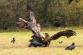 White Tailed Eagle Haliaeetus albicilla Royalty Free Stock Photo