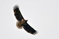 White tailed eagle (haliaeetus albicilla)