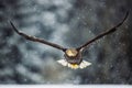 White-tailed eagle (Haliaeetus albicilla) flying in the falling snow Royalty Free Stock Photo