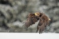 White-tailed eagle (Haliaeetus albicilla) flying in the falling snow Royalty Free Stock Photo