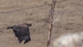 White-tailed Eagle Flying Right